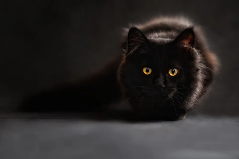 a black cat