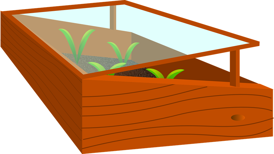 grow plant