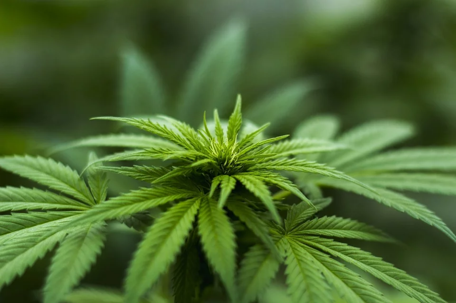 green and fresh hemp plant