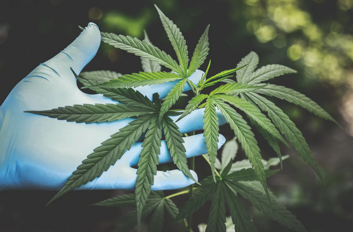 marijuana